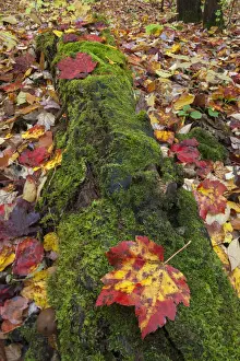 A ground level view of a moss covered log and fallen Sugar Maple leaves (acer saccharum) at Southbranch, Baxter State Park, Maine, USA