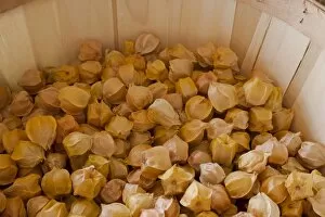 Images Dated 20th August 2014: Groundcherries