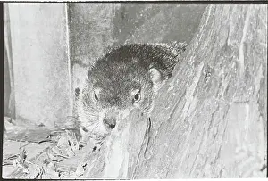 Groundhog Peeping by Log