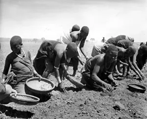 Groundnuts
