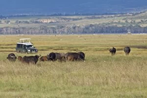 Images Dated 15th October 2011: Group of African Buffalo -Syncerus caffer- in front of an off-road vehicle