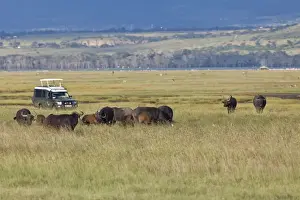Automobile Prints: Group of African Buffalo -Syncerus caffer- in front of an off-road vehicle
