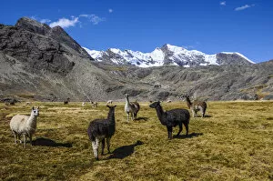 Images Dated 2nd July 2009: Group of Alpacas -Vicugna pacos-, Bolivian plateau, Altiplano, Bolivia