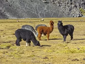 Images Dated 10th August 2012: Group of Alpacas -Vicugna pacos-, Bolivian plateau, Altiplano, Bolivia