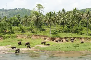 Stefan Auth Travel Photography Prints: Group of Asian Elephants -Elephas maximus- by the river