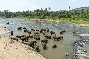 Stefan Auth Travel Photography Prints: Group of Asian Elephants -Elephas maximus- by the river