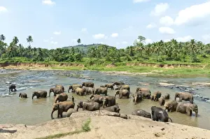 Stefan Auth Travel Photography Prints: Group of Asian Elephants -Elephas maximus- by the river