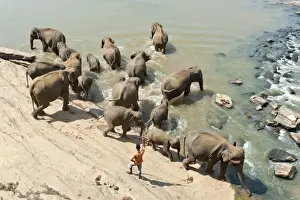 Stefan Auth Travel Photography Prints: Group of Asian Elephants -Elephas maximus- by the river