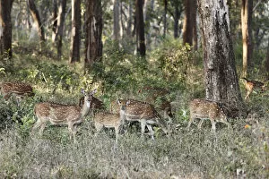 Group of axis deer, chitals -Axis axis-, Mudumalai National Park, Tamil Nadu, Tamilnadu, South India, India, South Asia