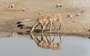 Images Dated 22nd August 2012: Group of Black Nose Impalas -Aepyceros melampus petersi- drinking at water, Chudop waterhole