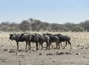 Images Dated 22nd August 2012: Group of blue wildebeest -Connochaetes taurinus-, Chudop waterhole, Etosha National Park, Namibia