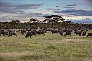 Images Dated 15th October 2011: Group of buffalo -Syncerus caffer-, Lake Nakuru National Park, Kenya, East Africa, Africa