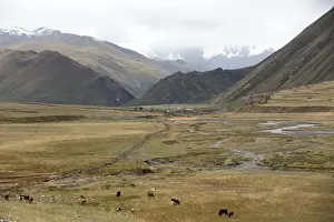 Group of cows grazing in valley, Juta, Mtskheta, Georgia