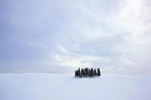 Images Dated 11th February 2012: Group of cypress trees -Cupressus- in the snow, San Quirico dOrcia, Tuscany, Italy, Europe