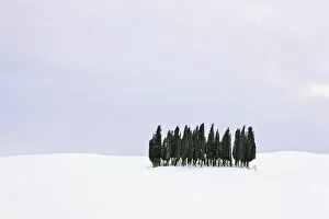 Group of cypress trees -Cupressus- in the snow, San Quirico dOrcia, Tuscany, Italy, Europe