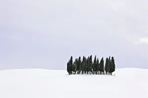 Images Dated 11th February 2012: Group of cypress trees -Cupressus- in the snow, San Quirico dOrcia, Tuscany, Italy, Europe