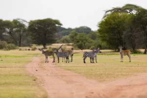 Images Dated 26th January 2017: Group of Eland (Taurotragus oryx) and zebra standing along dirt road, Serengeti National Park