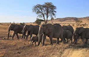 Images Dated 15th October 2015: Group of elephants