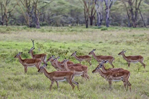 Images Dated 15th October 2011: Group of female Impalas -Aepyceros melampus-, Lake Nakuru National Park, Kenya, East Africa