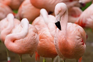 Pink Color Gallery: Group of Flamingos, San Francisco, California, USA