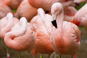 Group of Flamingos, San Francisco, California, USA