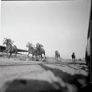 A Group of Horses Running A Race
