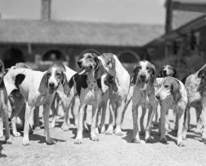 Hunt Gallery: Group Of Six Hounds Facing The Camera Dogs From Th