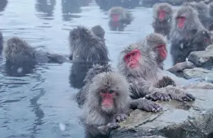 Group of Japanese macaques (Macaca fuscata) monkeys in hot spring