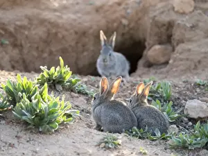 Resting Prints: Group of little rabbits playing near his den and watched her mother port ( Species Oryctolagus cuniculus)