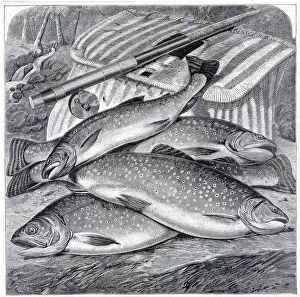 Trout Prints: Group Of Long Island Brook Trout