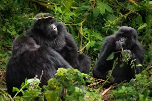Natural Landmark Prints: A group of three mountain gorillas (Gorilla beringei beringei)