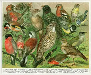 Group of passerine birds sitting on branches illustration 1897
