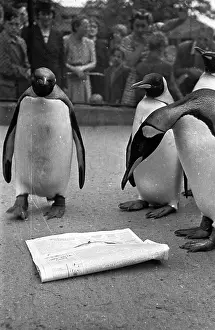 Penguin Prints: Group Of Penguins