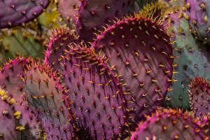 A Group of Pink and Purple Desert Cactus Plant