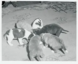 Hungry Prints: Group of Puppies Eating
