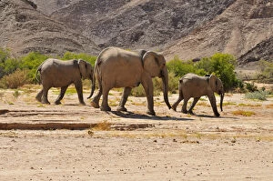 Images Dated 30th September 2014: Group of the rare Namibian Desert Elephant -Loxodonta africana-, Hoanib River, Namib desert