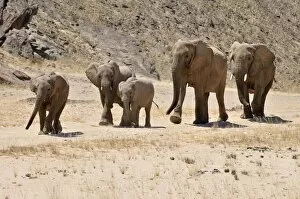 Images Dated 30th September 2014: Group of the rare Namibian Desert Elephant -Loxodonta africana-, Hoanib River, Namib Desert