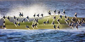 Vicki Jauron Wildlife Photography Prints: Group of Sanderling Birds Backlit in Flight Against Waves at Robert Moses Beach