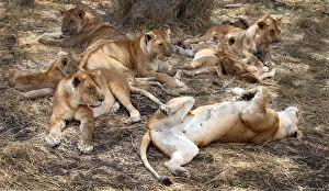 Images Dated 15th October 2015: Group of sleeping lions