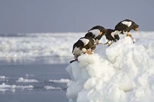 Images Dated 6th February 2013: Group of Stellers Sea Eagles -Haliaeetus pelagicus- feeding on fish, perched on an ice floe