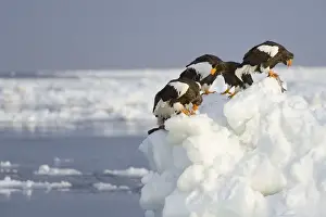 Group of Stellers Sea Eagles -Haliaeetus pelagicus- feeding on fish, perched on an ice floe, Rausu, Menashi, Hokkaido, Japan