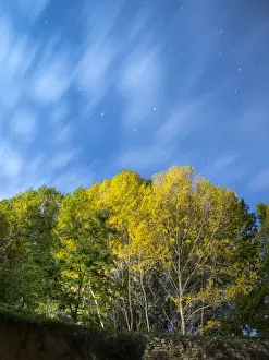 Treetop Prints: Group of trees (Alamo populus), in autumn with the leaves of colors to the dusk