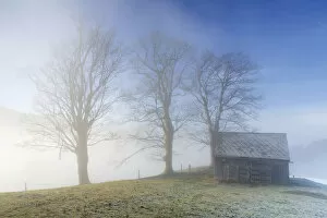 Group of trees and a hut with high fog, Trogen, Appenzell, Switzerland