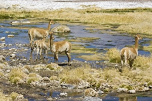 Camelidae Collection: Group of Vicugnas (Vicugna vicugna), Los Flamencos Nacional Reserve, Atacama Desert