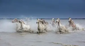 Camargue Prints: Group of white Camargue horses running powerfully through water, Camargue region, France