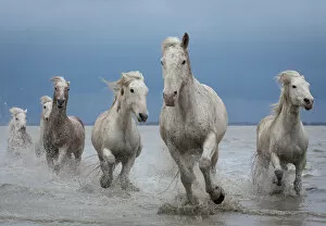Images Dated 28th March 2013: Group of white Camargue horses running through water, Camargue region, France