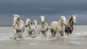 Images Dated 28th March 2013: Group of white Camargue horses walking through water, Camargue region, France