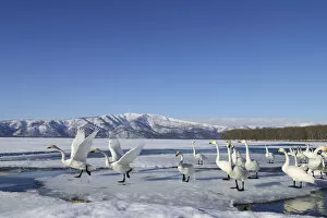 Images Dated 2nd February 2013: Group of Whooper Swans -Cygnus cygnus-, some taking-off, Kussharo Lake, Kawayu Onsen, Hokkaido