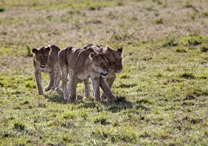 Images Dated 18th October 2011: Group of young Lions -Panthera leo-, Masai Mara National Reserve, Kenya, East Africa, Africa