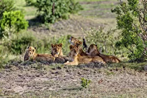 Images Dated 17th October 2011: Group of young Lions -Panthera leo- resting, Masai Mara National Reserve, Kenya, East Africa